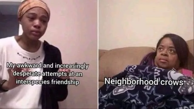 companion species meme
