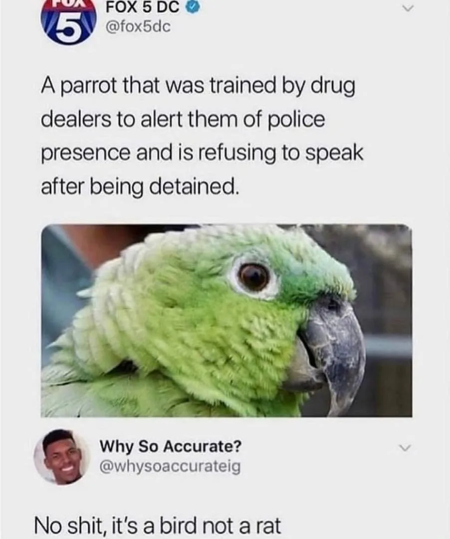 parrot meme
