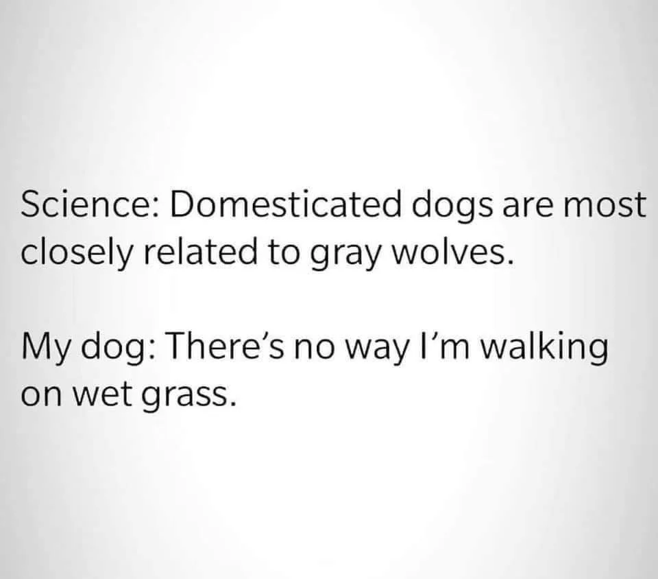 wolf meme