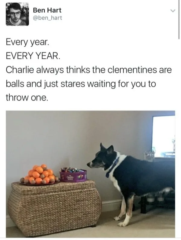 fetch meme