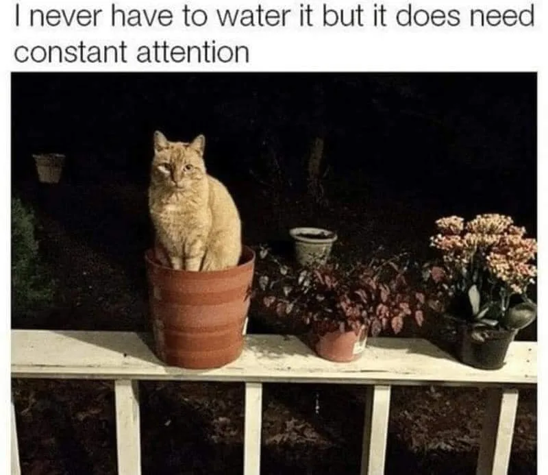 can meme