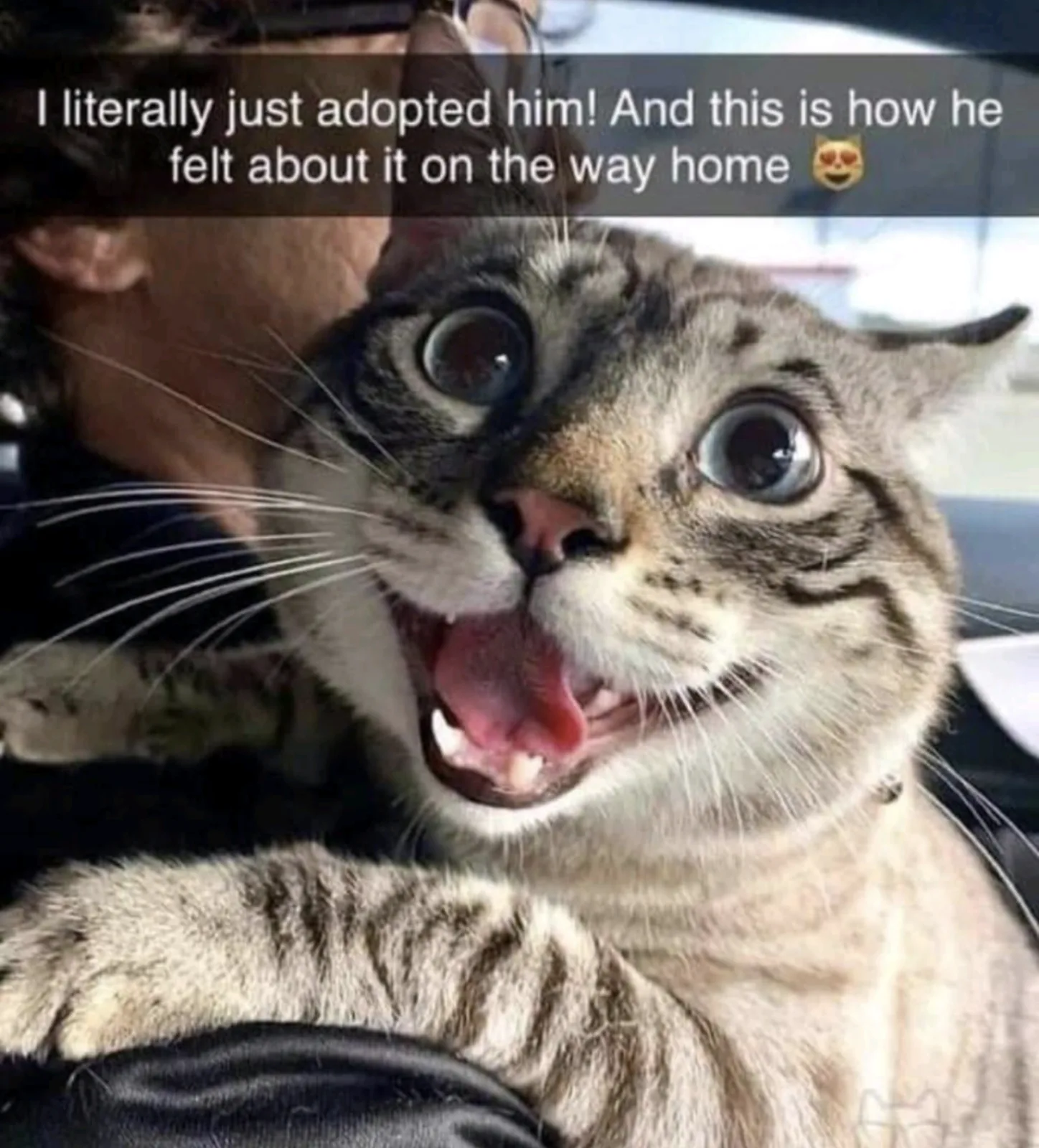 adopting a pet meme