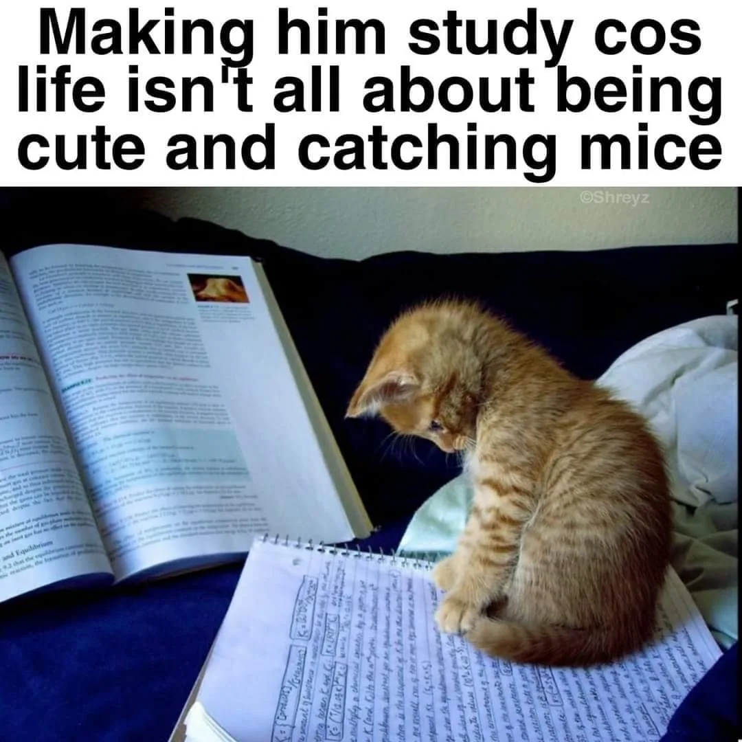 education meme