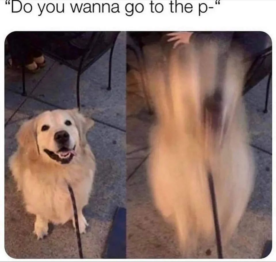 walking the dog meme