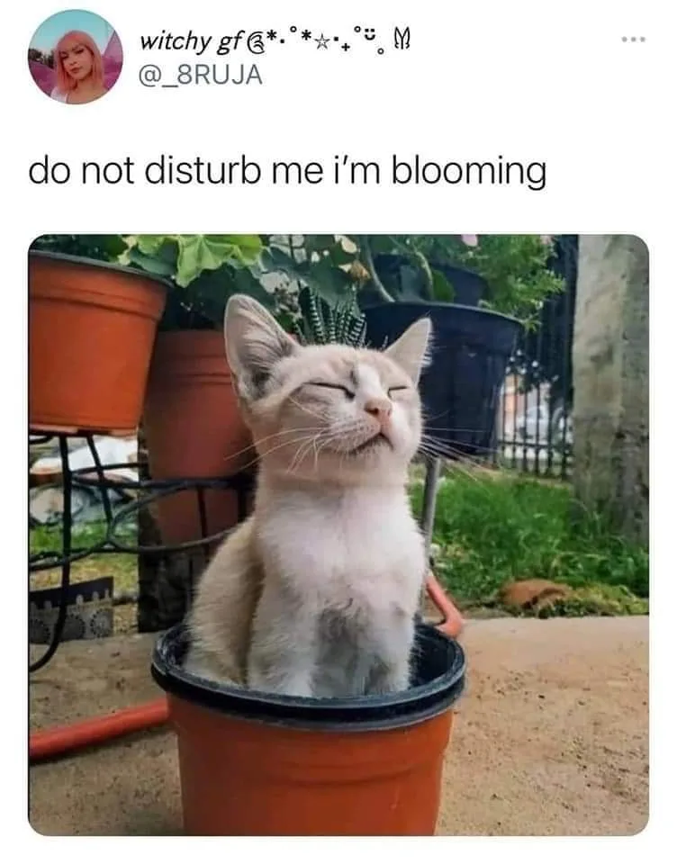 plant meme