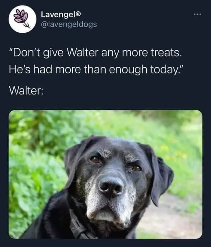dog treat meme