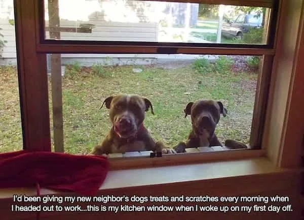 dog treat meme