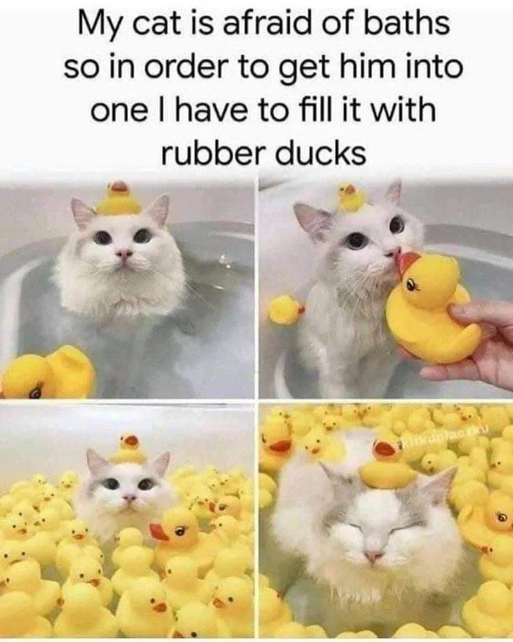 rubber duck meme