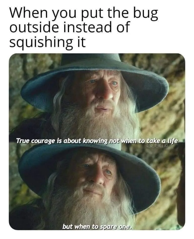insect meme