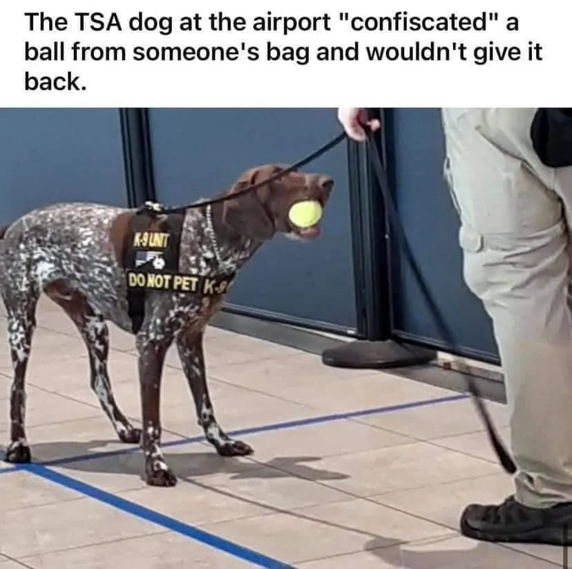 fetch meme