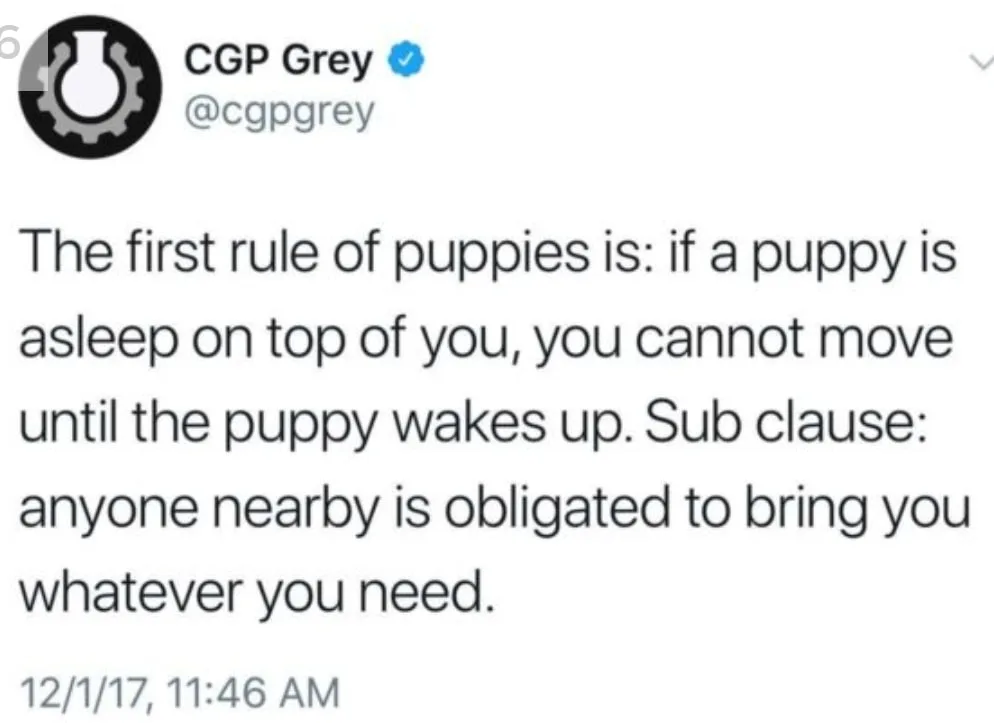 puppy meme