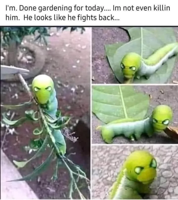 caterpillar meme