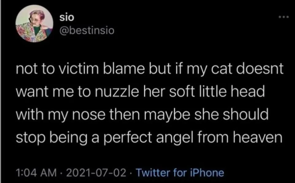cat lover meme