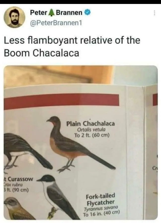 birding meme
