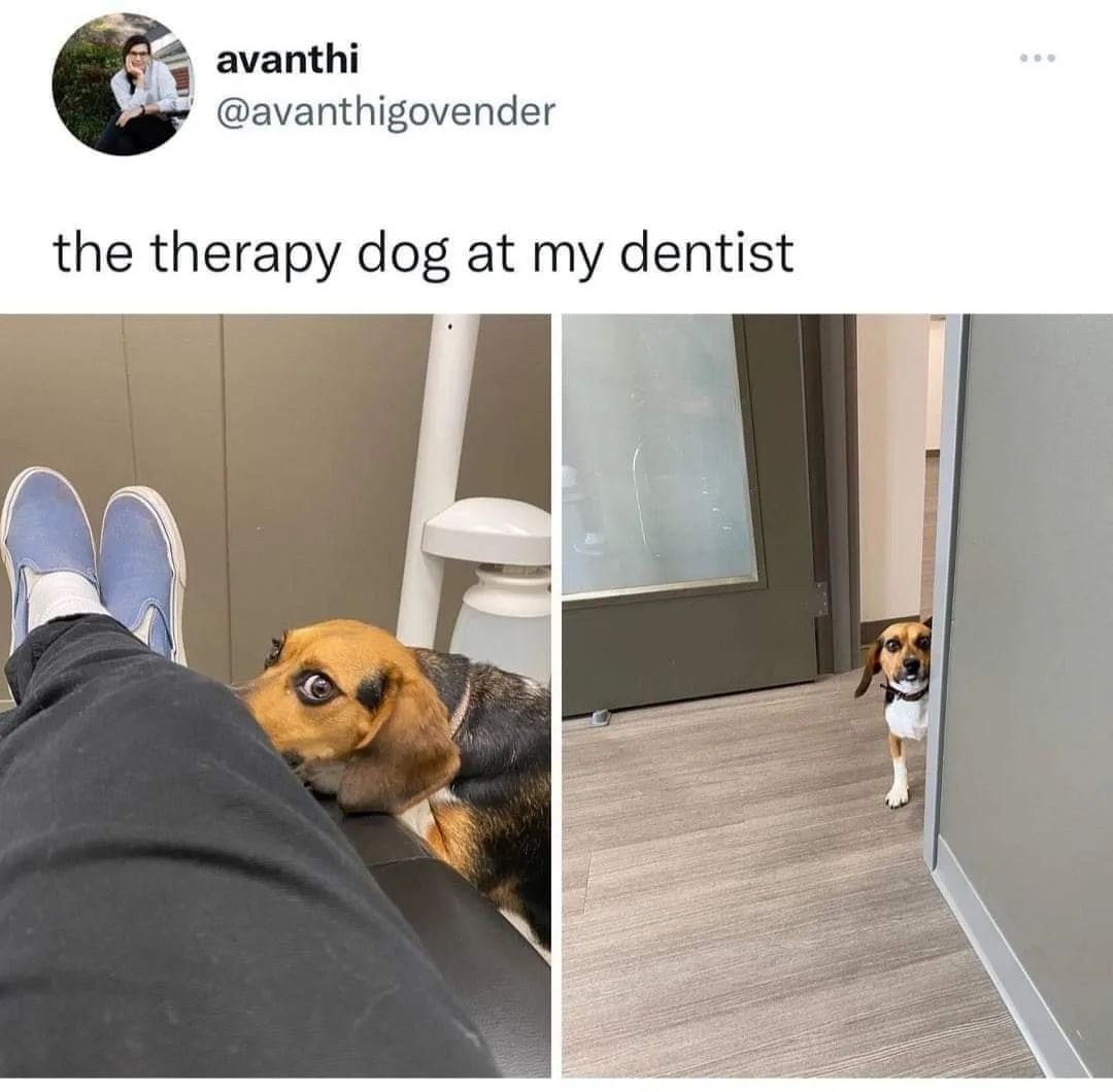 therapy dog meme