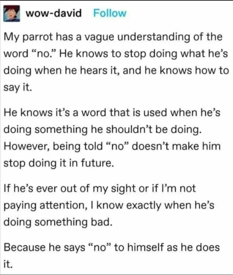 parrot meme