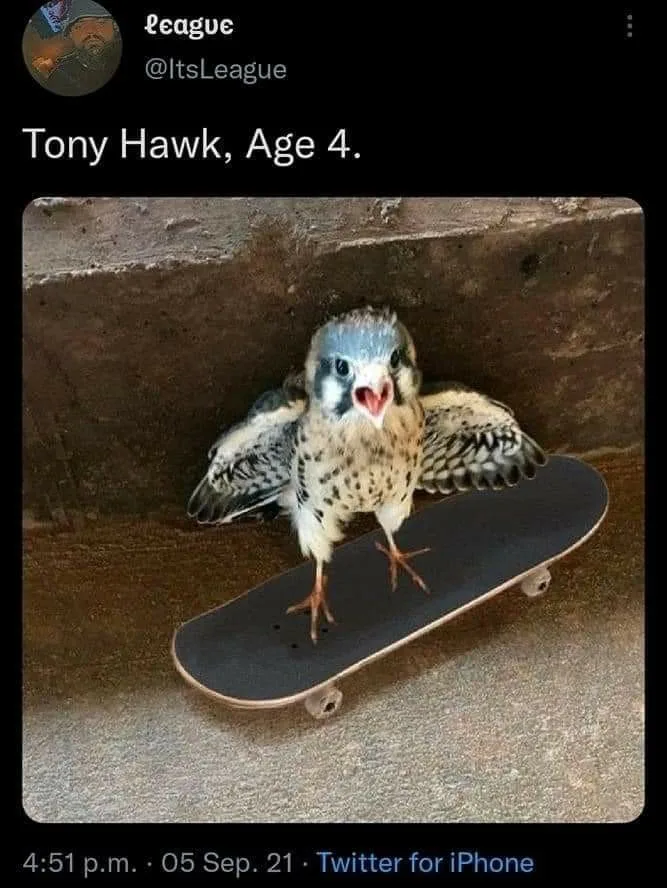hawk meme