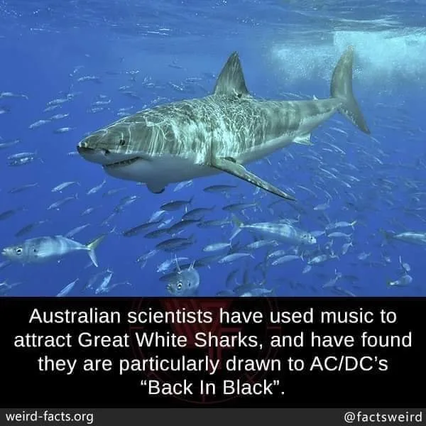 heavy metal meme