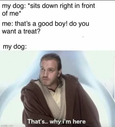 dog treat meme