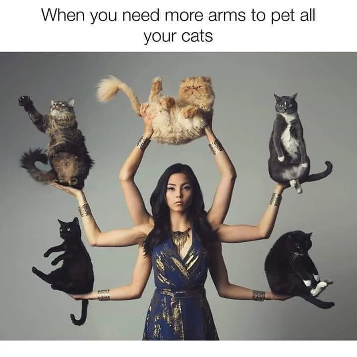 cat lover meme