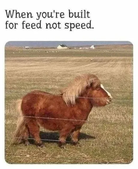 horse meme