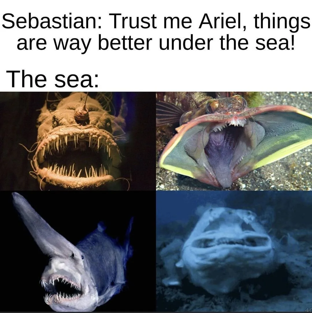 fish meme