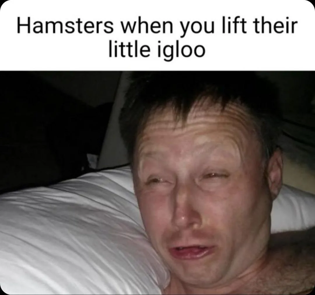 hamster meme