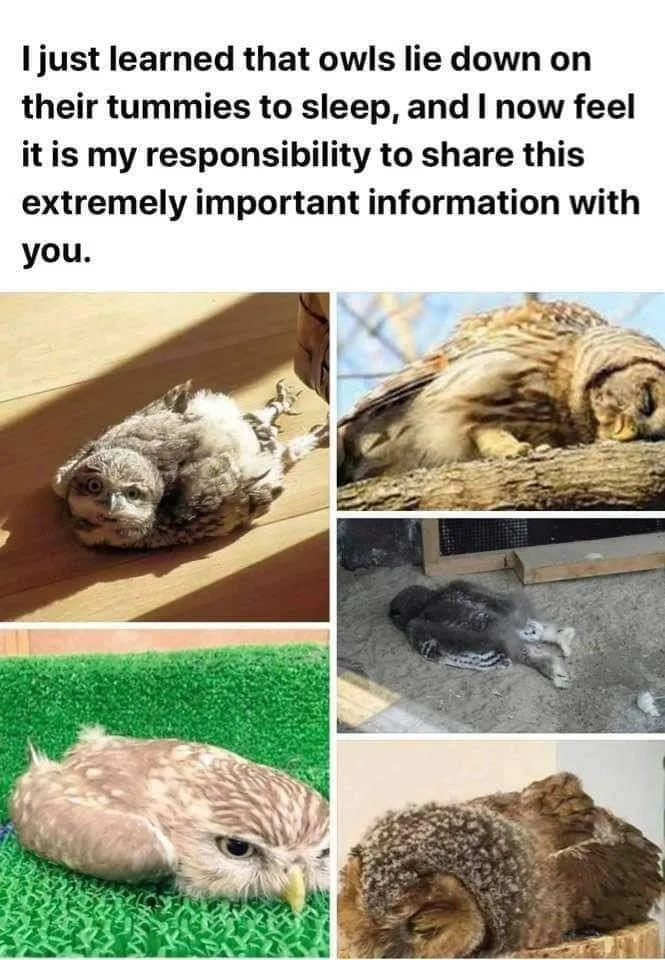 owl meme