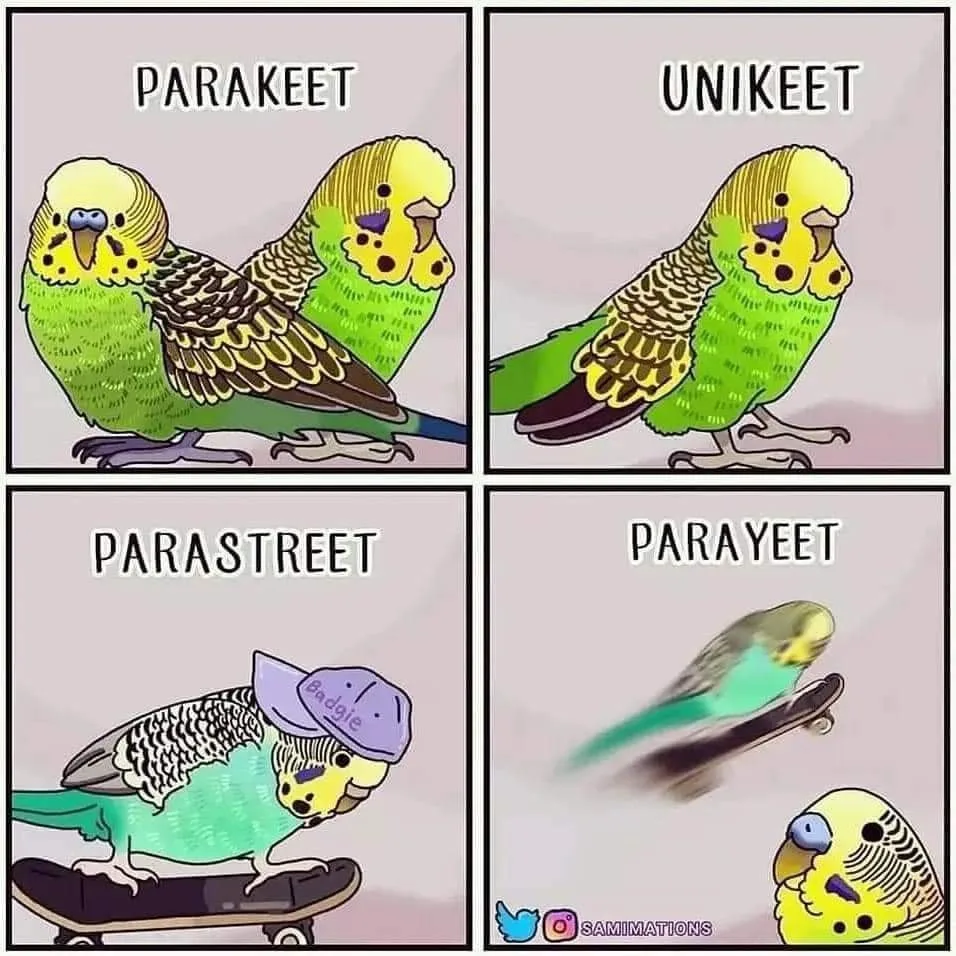 parakeet meme