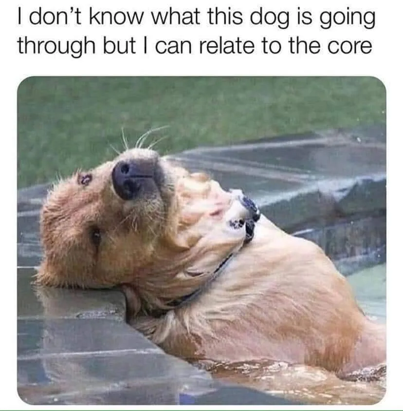 being fed up meme