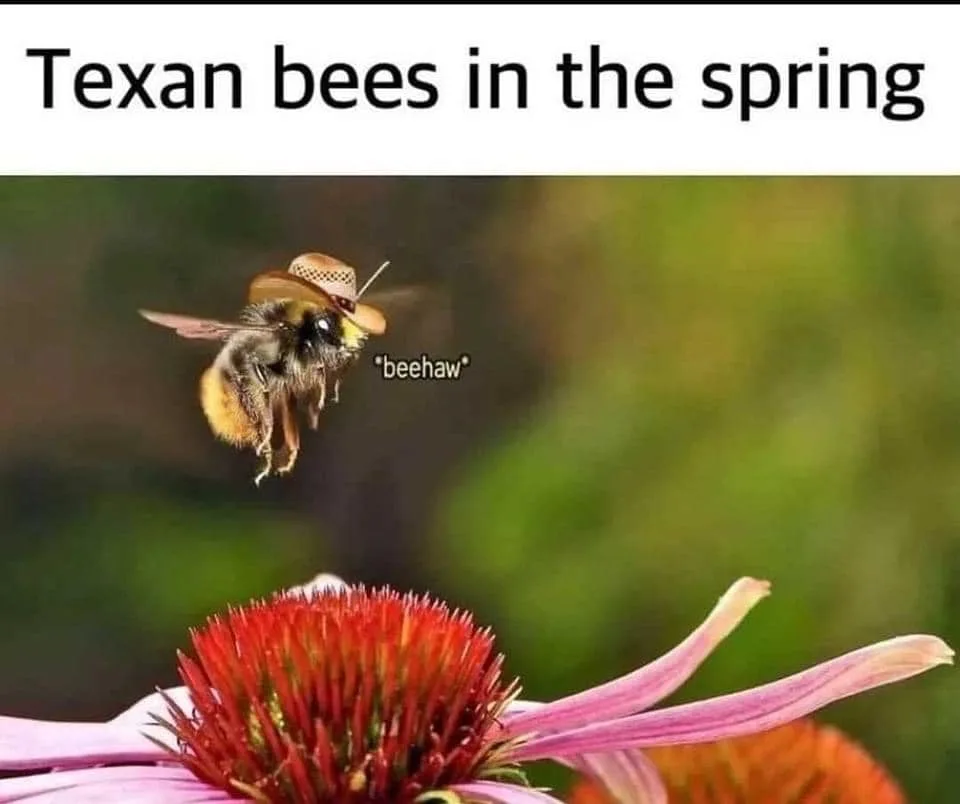 Texas meme