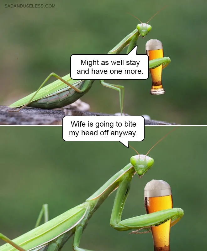 praying mantis meme