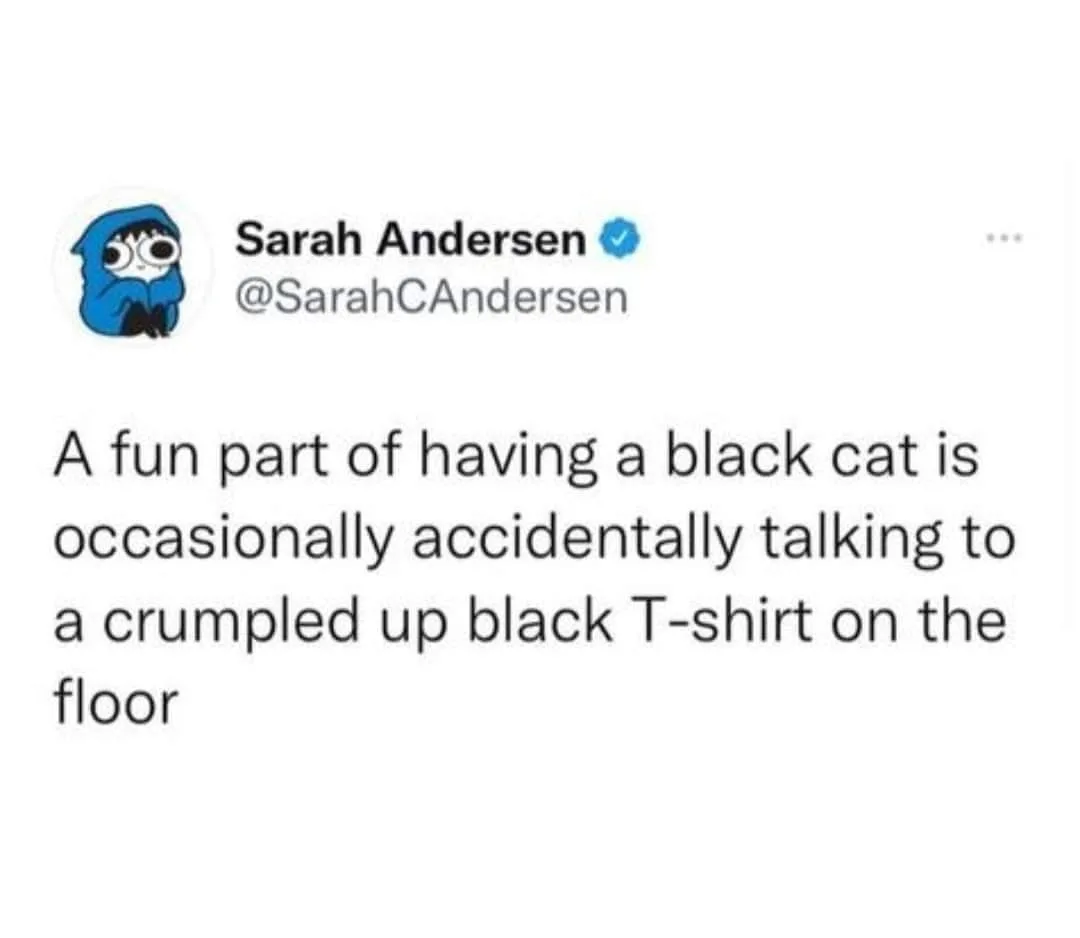 black cat meme