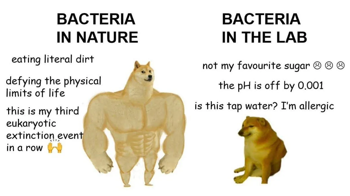 laboratory meme