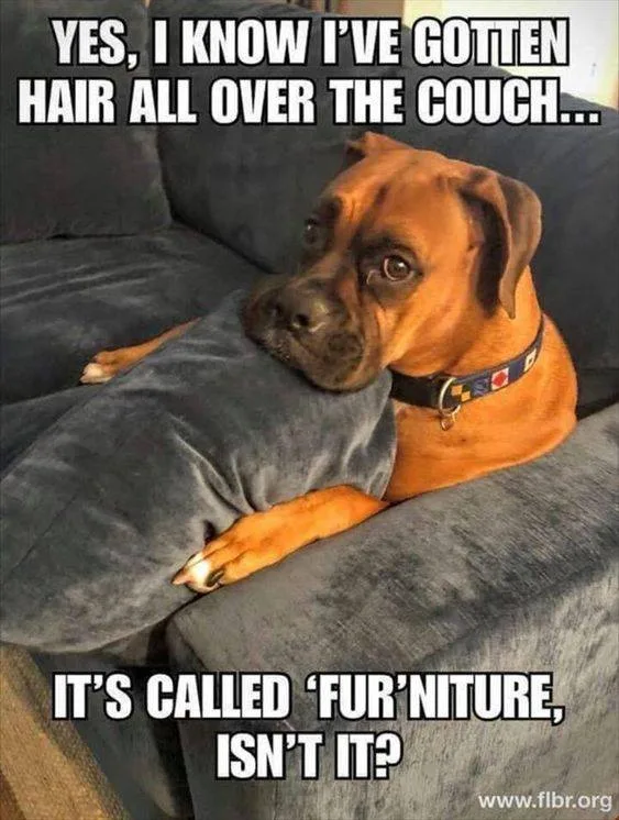 fur meme