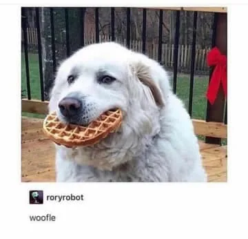 barking meme