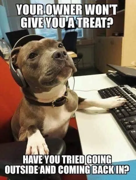 dog treat meme