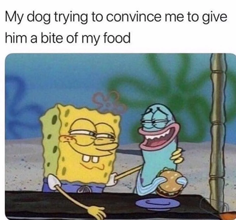 begging meme