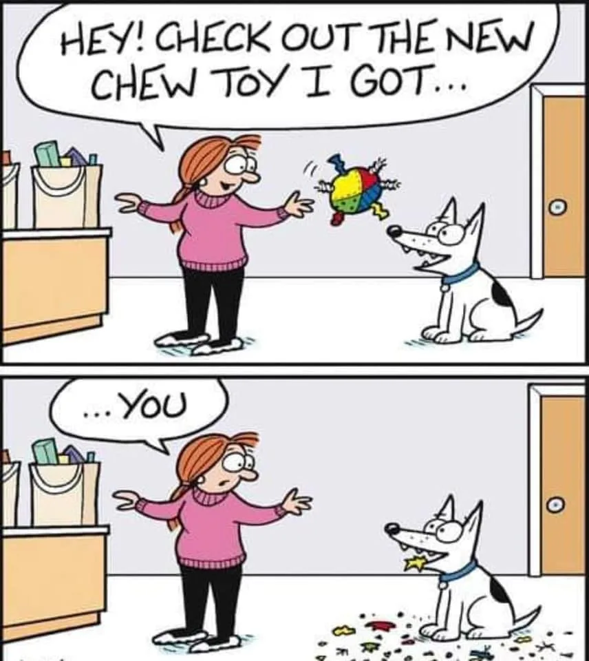dog toy meme