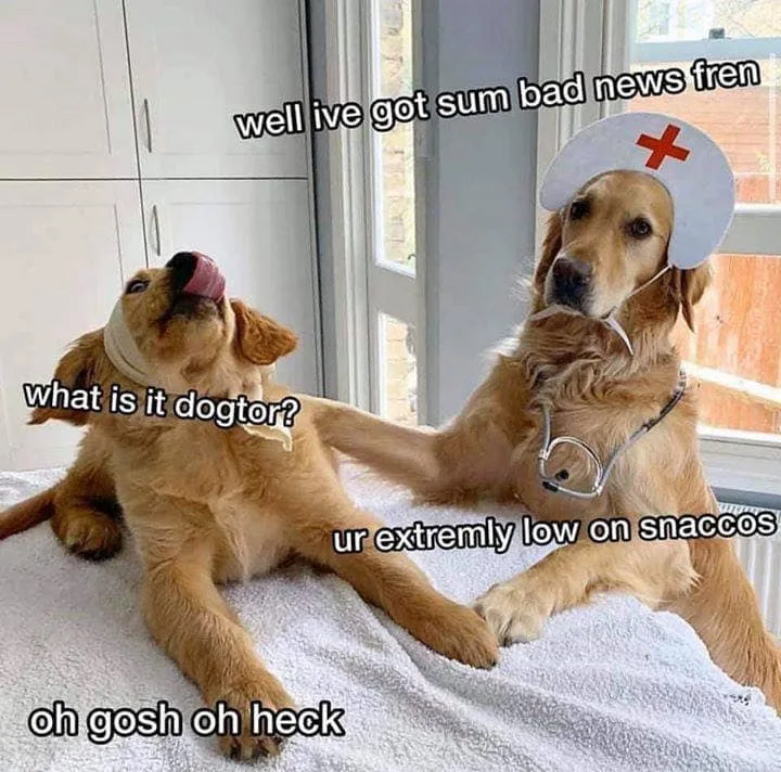 dog treat meme