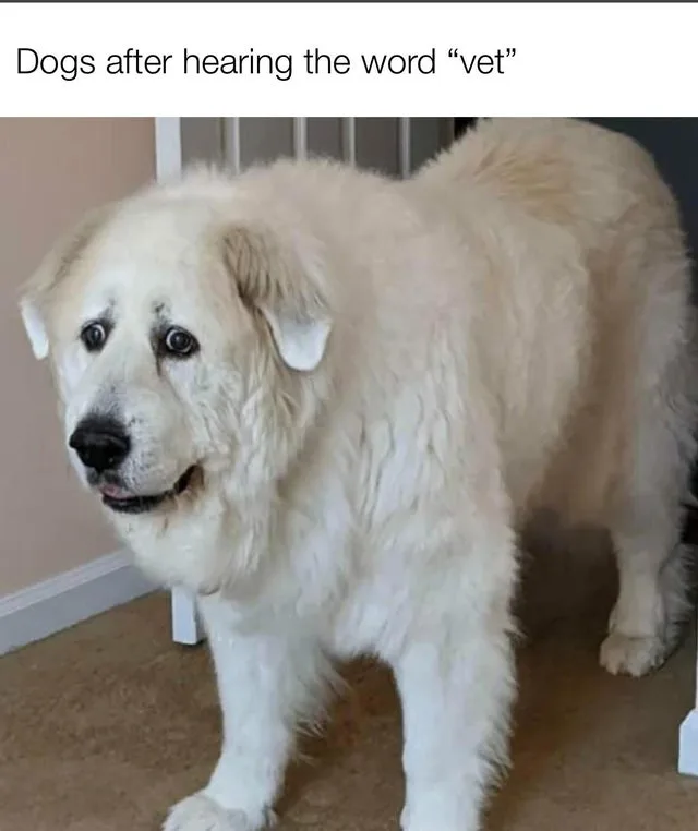 veterinarian meme
