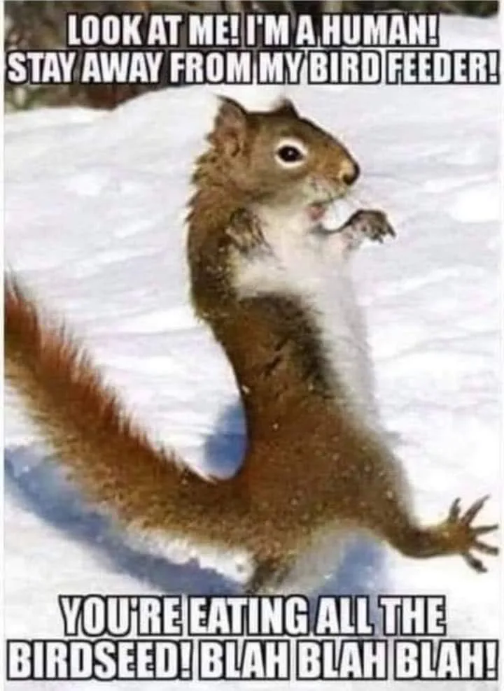 squirrel meme