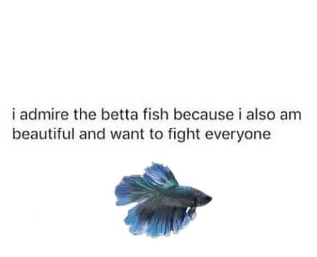Siamese fighting fish meme
