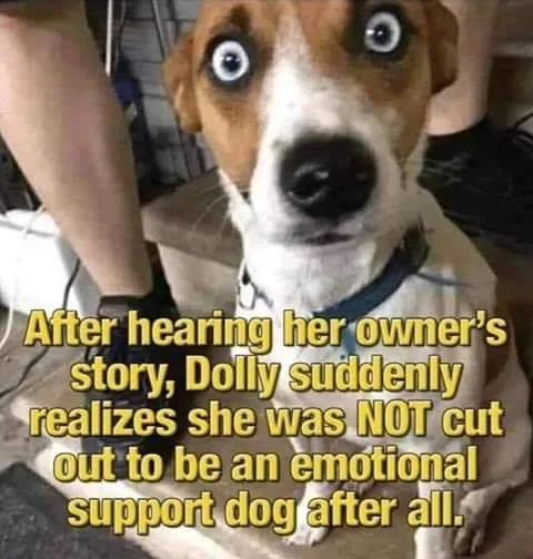 emotional support animal meme