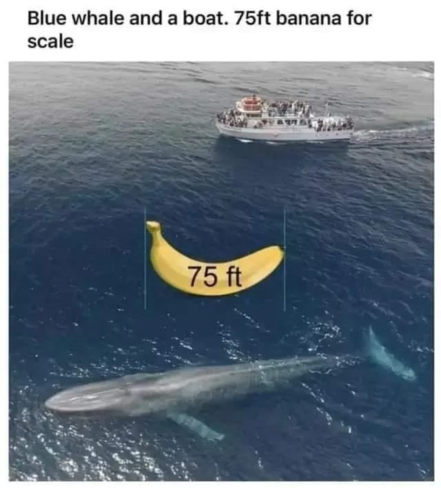 blue whale meme