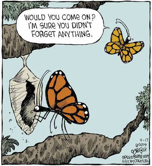 butterfly meme