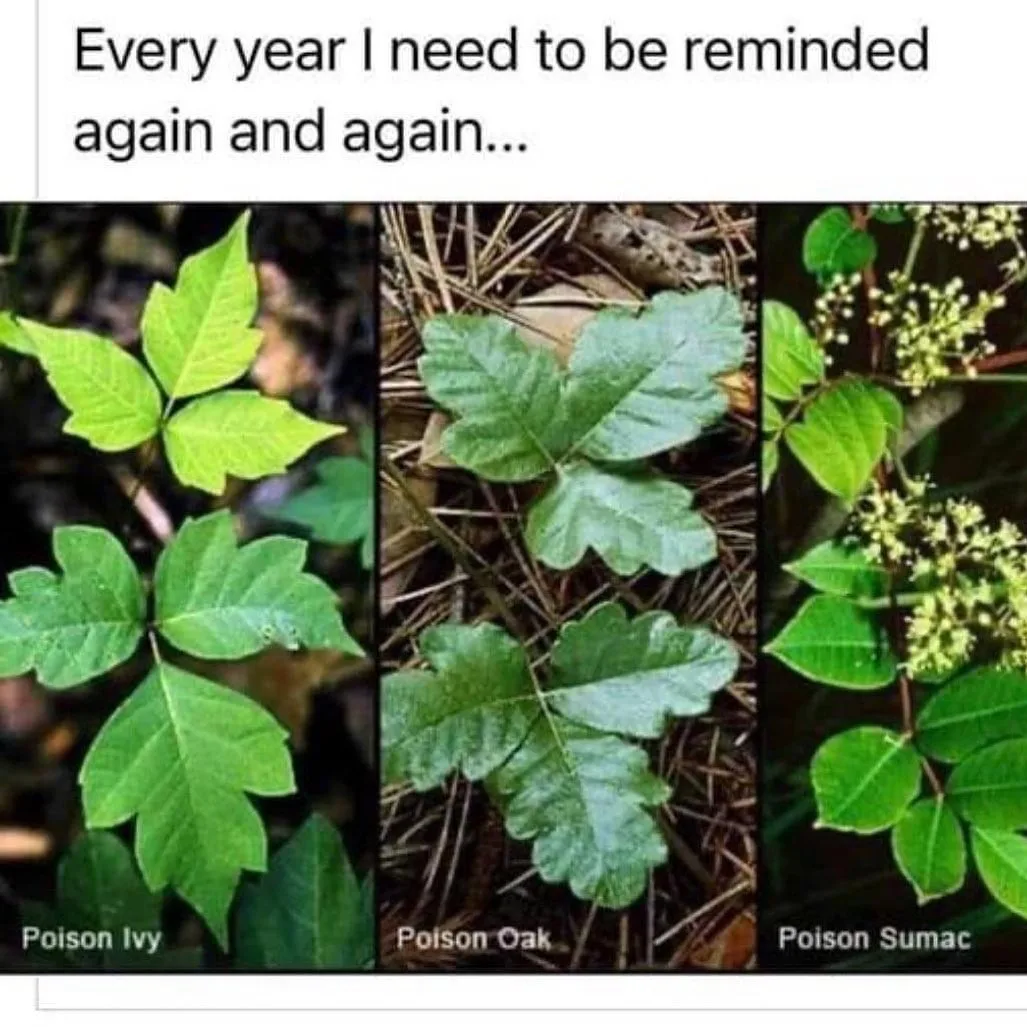 poison ivy meme