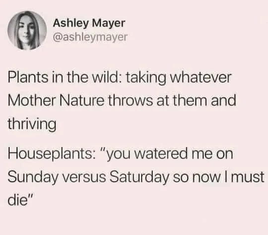 plant meme