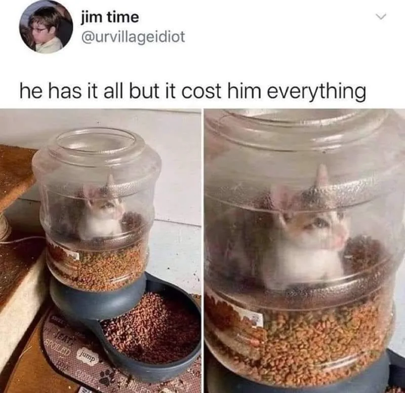 cat food meme