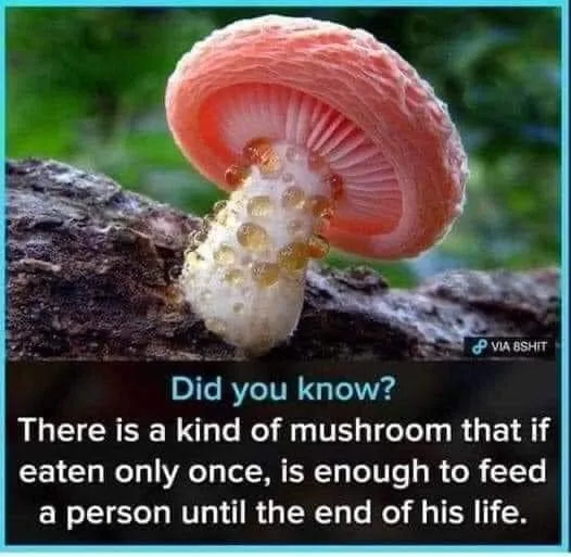 poisonous mushroom meme